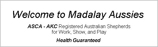 madalay_australian_shepherd_aug_2007001003.jpg