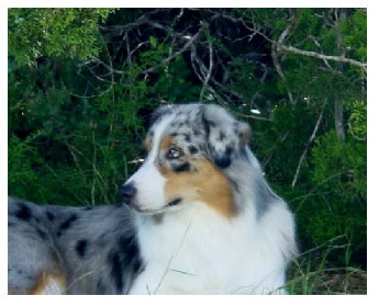 madalay_australian_shepherd_aug_2007001005.jpg