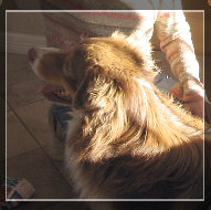 madalay_australian_shepherd_aug_2007003003.jpg