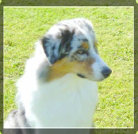 madalay_australian_shepherd_aug_2007003005.jpg