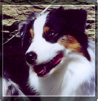madalay_australian_shepherd_aug_2007003006.jpg