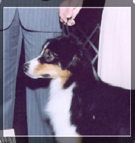 madalay_australian_shepherd_aug_2007003007.jpg