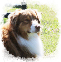 madalay_australian_shepherd_aug_2010-jan003002.jpg