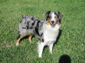 madalay_australian_shepherd_aug_2010-jan004001.jpg