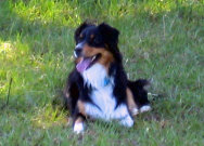 madalay_australian_shepherd_aug_2010-jan004002.jpg