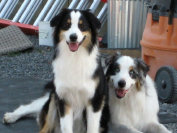 madalay_australian_shepherd_aug_2010-jan004003.jpg