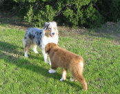 madalay_australian_shepherd_aug_2010-jan004005.jpg