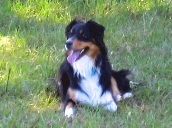 madalay_australian_shepherd_aug_2010-jan014001.jpg