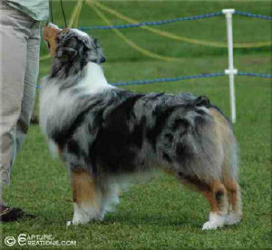 madalay_australian_shepherd_aug_2010-jan031006.jpg